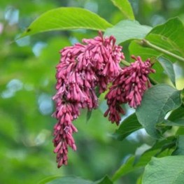 Сирень Рефлекса (Syringa reflexa)