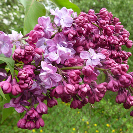Сирень обыкновенная Принц Волконский (Syringa vulgaris 'Prince Wolkonsky')