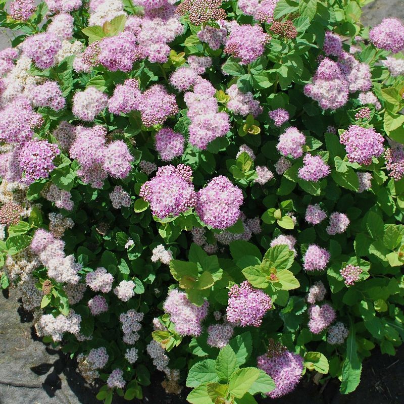 Спирея березолистная Пинк Спарклер (Spiraea betulifolia 'Pink Sparkler')