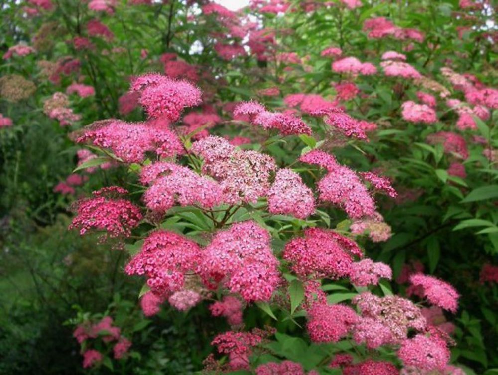 Спирея японская Магнум Роуз (Spiraea japonica 'Magnum Rose')