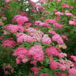 Спирея японская Магнум Роуз (Spiraea japonica 'Magnum Rose')