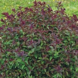 Спирея японская Мерло Грин (Spiraea japonica 'Merlo Green')