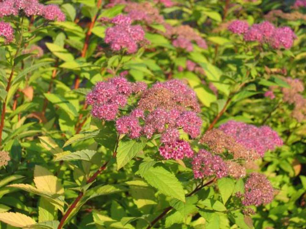 Спирея японская Пинк энд Голд (Spiraea japonica 'Pink and Gold')