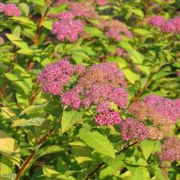 Спирея японская Пинк энд Голд (Spiraea japonica 'Pink and Gold')
