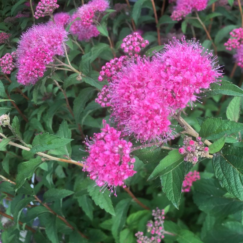 Спирея японская Суперстар (Spiraea japonica 'Superstar')