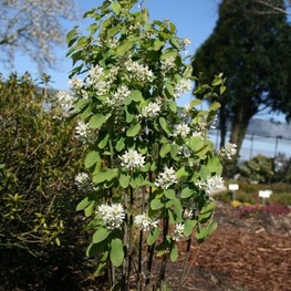 Ирга ольхолистная (Amelanchier alnifolia)