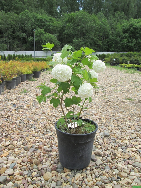 Калина обыкновенная Розеум (Viburnum opulus 'Roseum')
