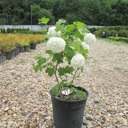 Калина обыкновенная Розеум (Viburnum opulus 'Roseum')
