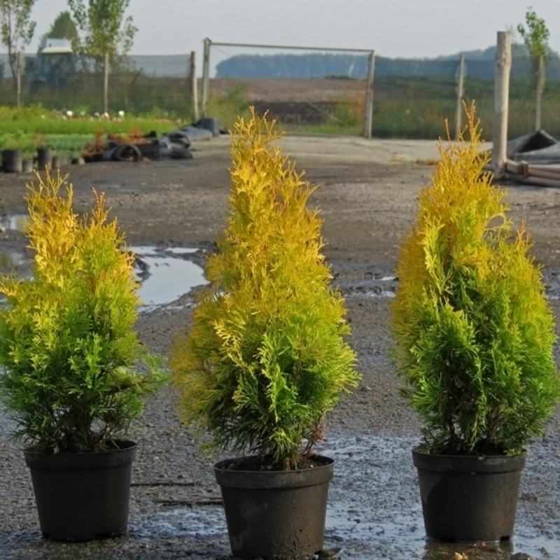 Туя западная Голден Анн (Thuja occidentalis 'Golden Anne')