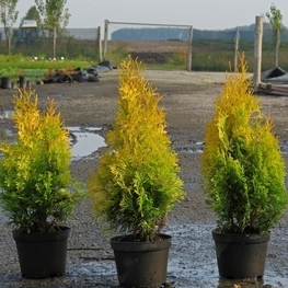 Туя западная Голден Анн (Thuja occidentalis 'Golden Anne')