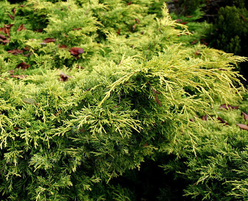 Можжевельник средний Блонд (Juniperus x pfitzeriana 'Blonde')