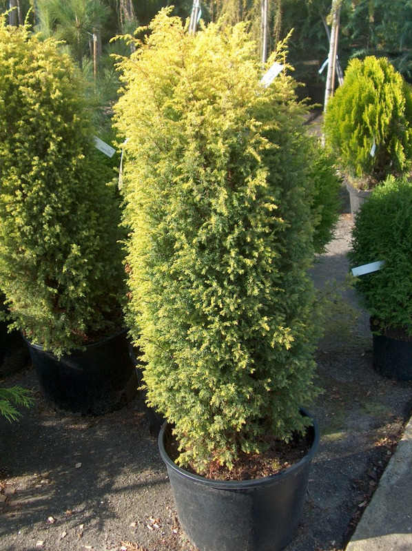 Можжевельник обыкновенный Шневердингер Голдмахангел (Juniperus communis 'Schneverdinger Goldmachangel')
