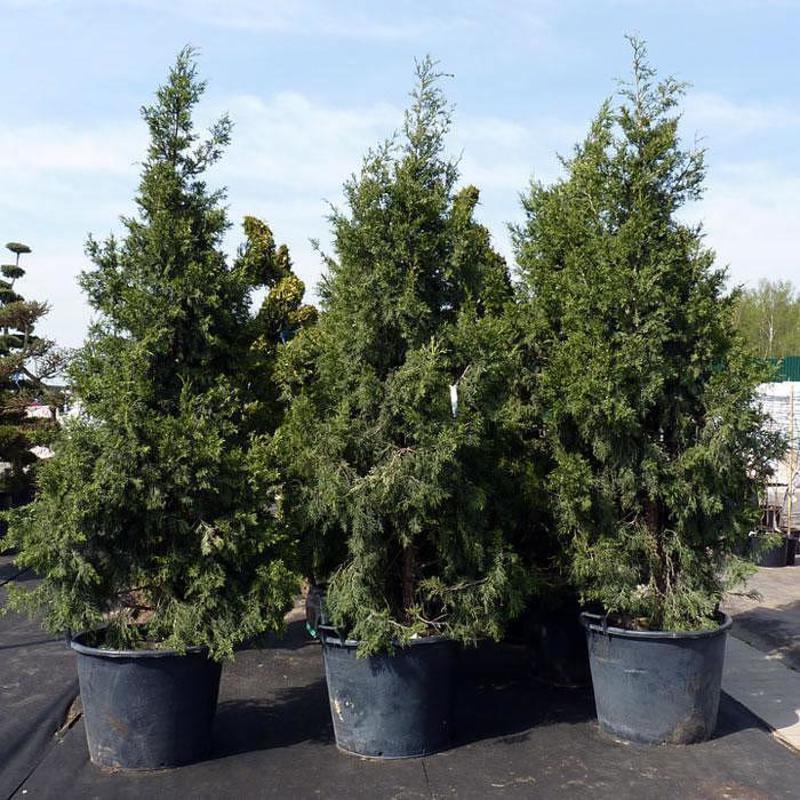 Можжевельник китайский Кетелери (Juniperus chinensis 'Keteleeri')