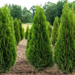 Туя западная Кубанский Изумруд (Thuja occidentalis 'Kubansky Izumrud')