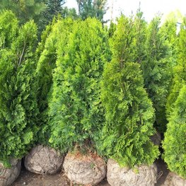 Туя западная Кубанский Изумруд (Thuja occidentalis 'Kubansky Izumrud')