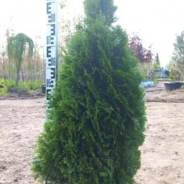 Туя западная Кубанский Изумруд (Thuja occidentalis 'Kubansky Izumrud')