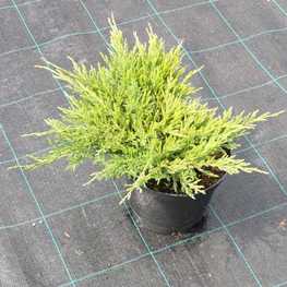 Можжевельник горизонтальный Андорра Компакта (Juniperus horizontalis 'Andorra Compacta')