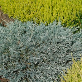 Можжевельник горизонтальный Гласер (Juniperus horizontalis 'Glacier')