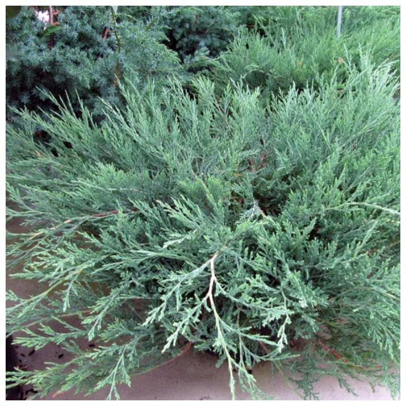 Можжевельник горизонтальный Хагес (Juniperus horizontalis 'Hughes')