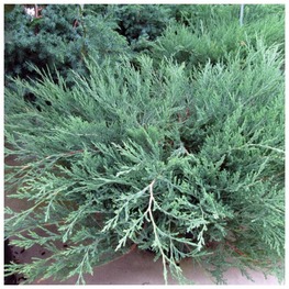 Можжевельник горизонтальный Хагес (Juniperus horizontalis 'Hughes')