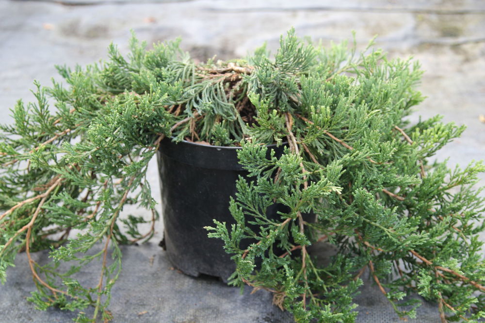 Можжевельник горизонтальный Джейд Ривер (Juniperus horizontalis 'Jade River')