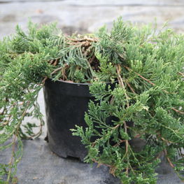 Можжевельник горизонтальный Джейд Ривер (Juniperus horizontalis 'Jade River')