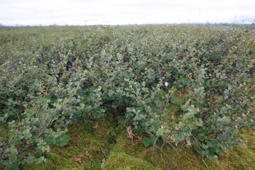 Береза карликовая (Betula nana)