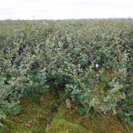 Береза карликовая (Betula nana)