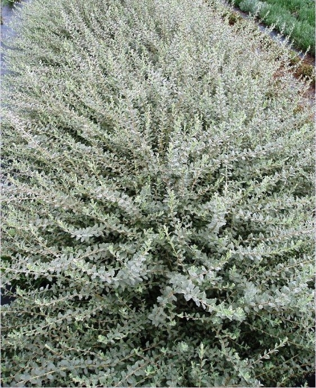 Ива ползучая Серебристая (Salix repens 'Argentea')