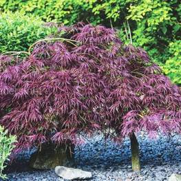 Клен дланевидный Диссектум (Acer palmatum 'Dissectum')