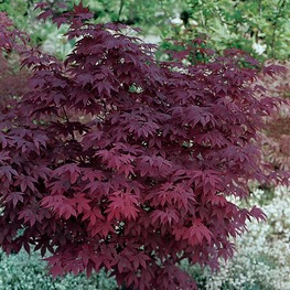 Клен дланевидный Атропурпурея (Acer palmatum 'Atropurpureum')