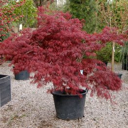 Клен дланевидный Сангокаку (Acer palmatum 'Sango-kaku')