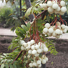 Рябина кашмирская (Sorbus cashmiriana)