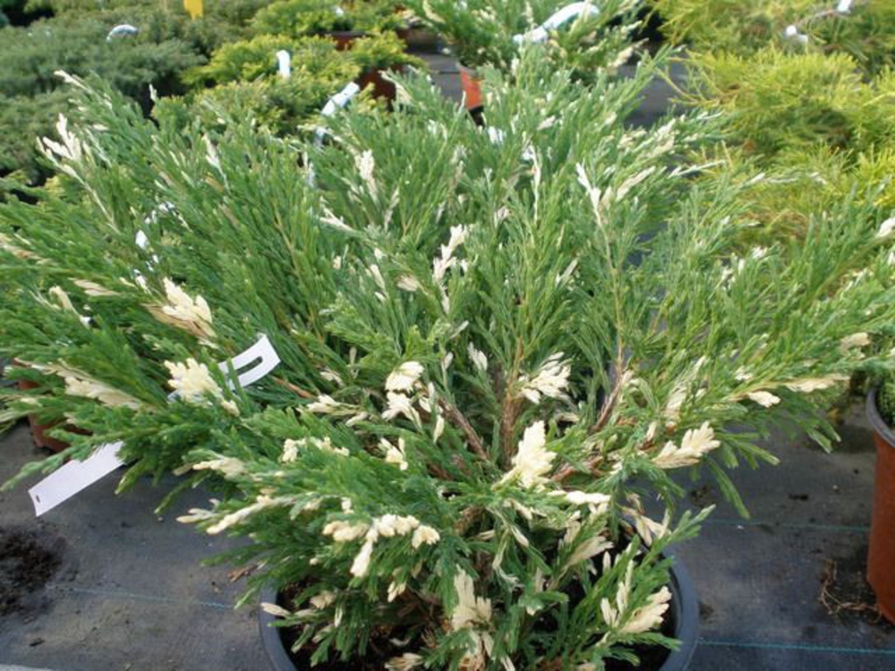 Можжевельник горизонтальный Андорра Вариегата (Juniperus horizontalis 'Andorra Variegata')
