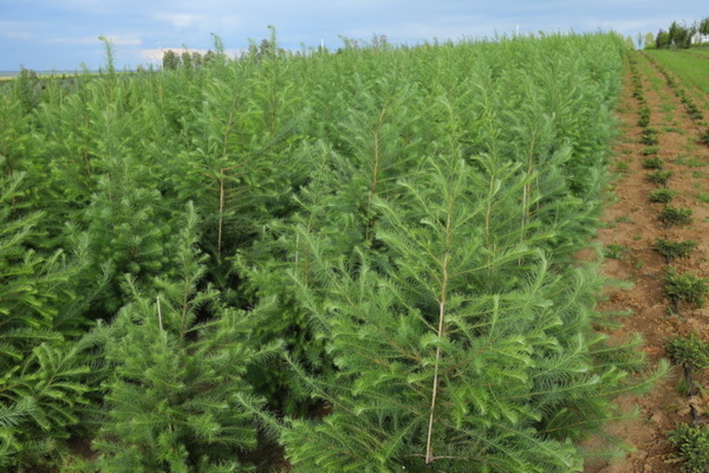 Лиственница японская Маргилинда (Larix kaempferi 'Margilinda')