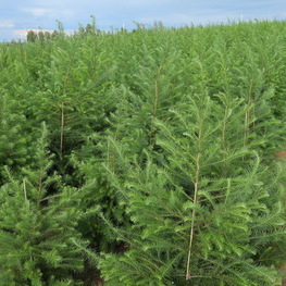 Лиственница японская Маргилинда (Larix kaempferi 'Margilinda')