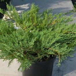 Можжевельник горизонтальный Прострата (Juniperus horizontalis 'Prostrata')
