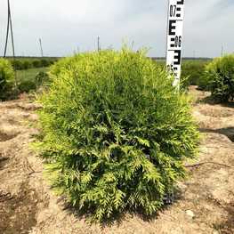 Туя западная Даника Ауреа (Thuja occidentalis 'Danica Aurea')