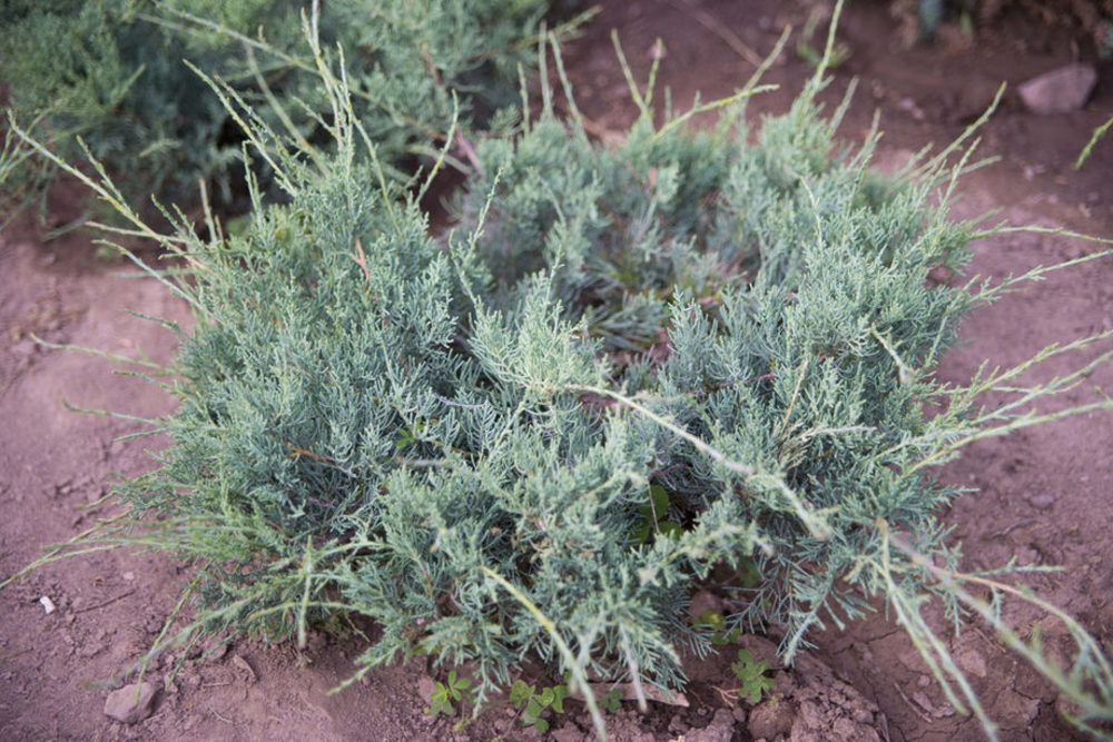 Можжевельник виргинский Блю Клоуд (Juniperus virginiana 'Blue Cloud')