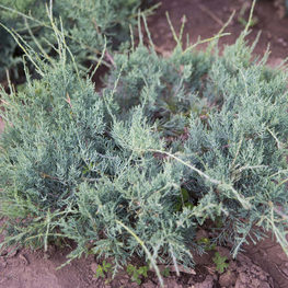 Можжевельник виргинский Блю Клоуд (Juniperus virginiana 'Blue Cloud')