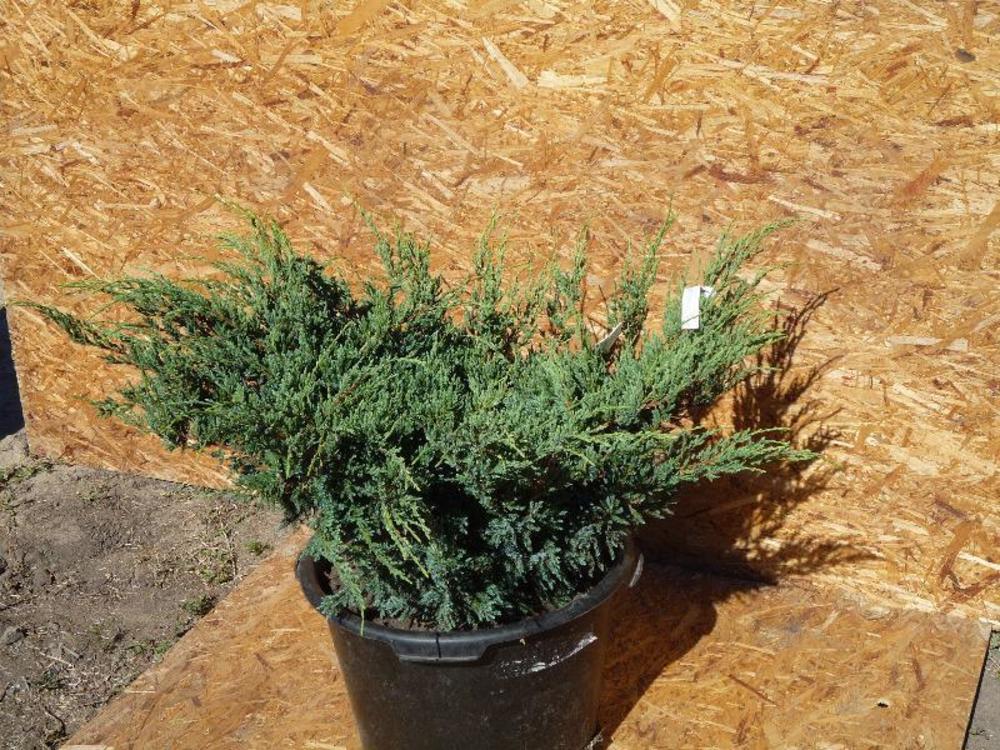 Можжевельник горизонтальный Туркуаз Спридер (Juniperus horizontalis 'Turquoise Spreader')