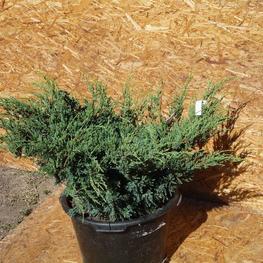 Можжевельник горизонтальный Туркуаз Спридер (Juniperus horizontalis 'Turquoise Spreader')