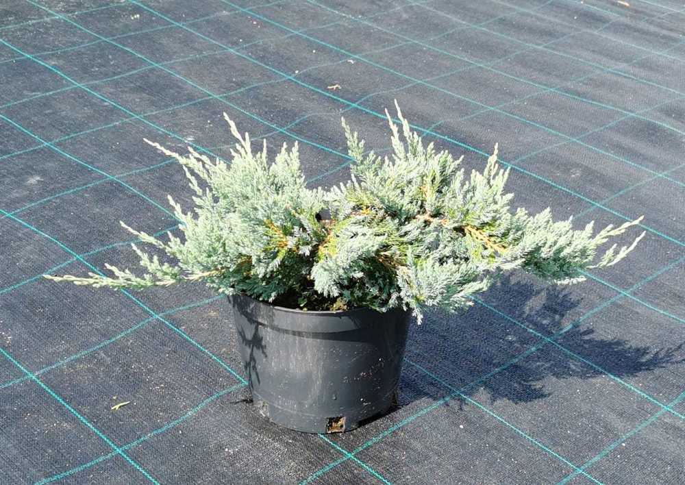 Можжевельник горизонтальный Блю Чип (Juniperus horizontalis 'Blue Chip')