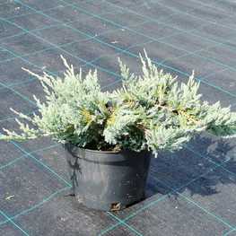 Можжевельник горизонтальный Блю Чип (Juniperus horizontalis 'Blue Chip')