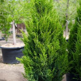 Можжевельник китайский Спирминт (Juniperus chinensis 'Spearmint')