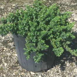 Можжевельник прибрежный Йеллоу Пасифик (Juniperus conferta 'Yellow Pacific')