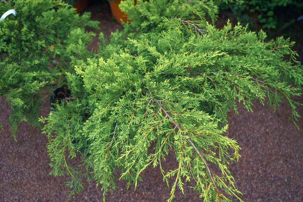Можжевельник средний Пфитцериана Лемон Хилл (Juniperus x pfitzeriana 'Lemon Hill')