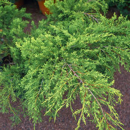 Можжевельник средний Пфитцериана Лемон Хилл (Juniperus x pfitzeriana 'Lemon Hill')