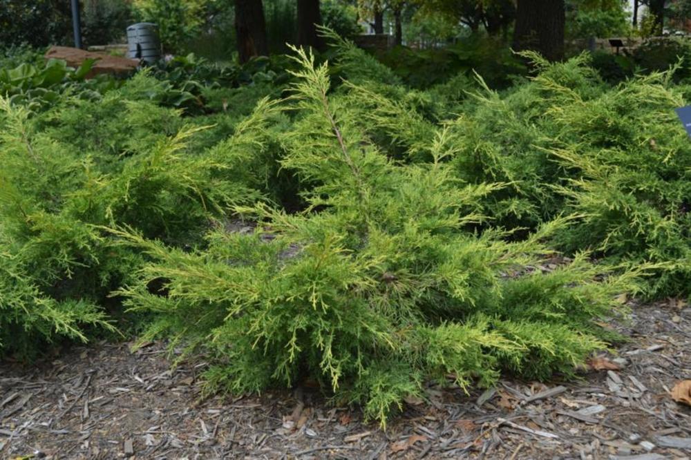 Можжевельник средний Пфитцериана Вильгельм Пфитцер (Juniperus x pfitzeriana 'Wilhelm Pfitzer')