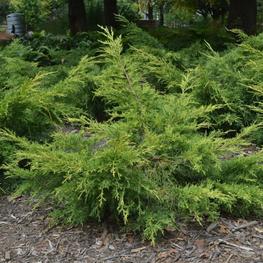 Можжевельник средний Пфитцериана Вильгельм Пфитцер (Juniperus x pfitzeriana 'Wilhelm Pfitzer')